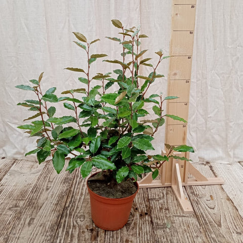 Elaeagnus