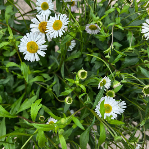 Erigeron karvinskianus