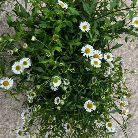 Erigeron karvinskianus