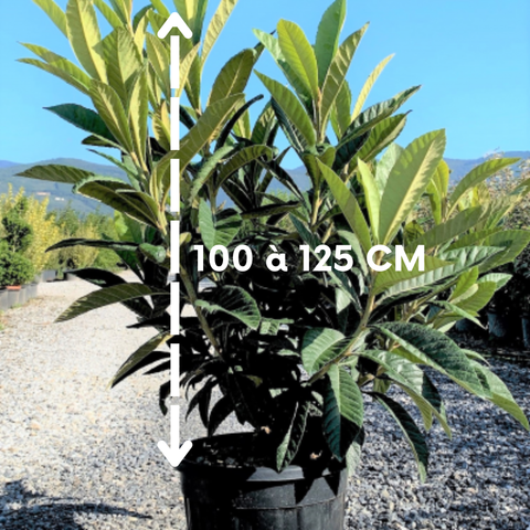 Néflier du Japon - Eriobytria Japonica