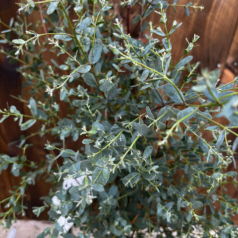 Eucalyptus 'France Bleu'