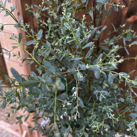 Eucalyptus 'France Bleu'