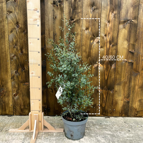 Eucalyptus 'France Bleu'