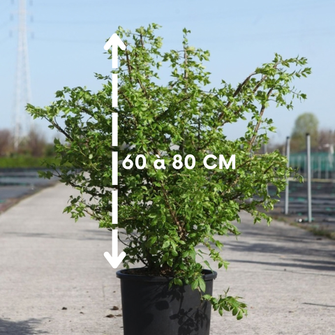 Fusain Ailé - Euonymus Alatus