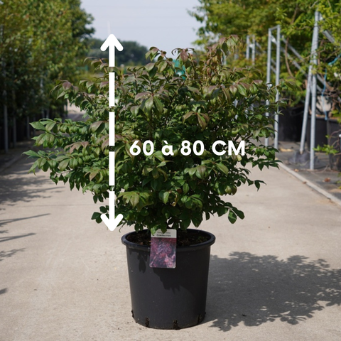 Fusain Ailé Nain - Euonymus Alatus Compactus
