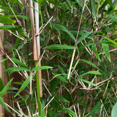 Bambou non traçant Angustissima