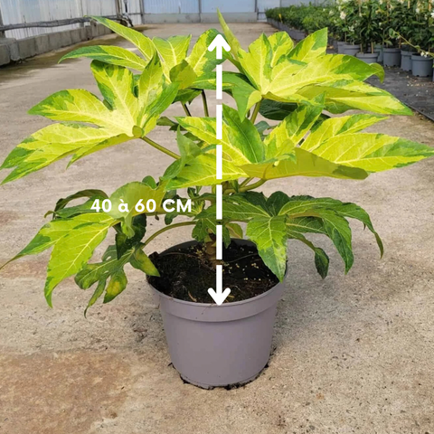 Fatsia japonica 'Camouflage'