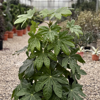 Fatsia 'Japonica'