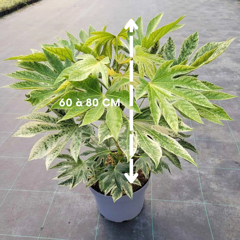 Fatsia 'spider web'