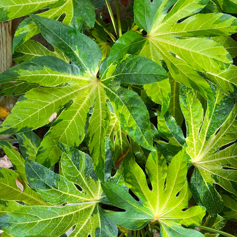 Fatsia japonica 'Camouflage'