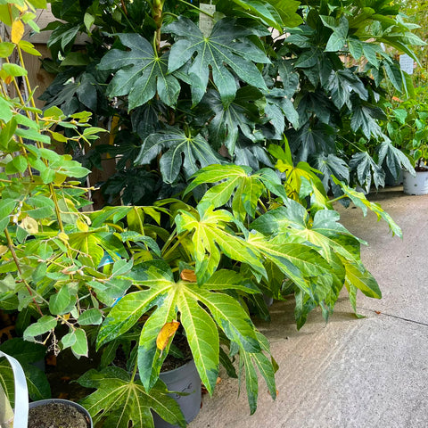 Fatsia japonica 'Camouflage'