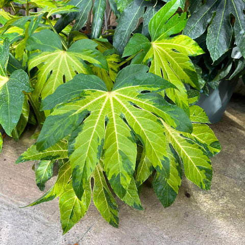 Fatsia japonica 'Camouflage'