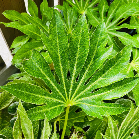 Fatsia 'spider web'