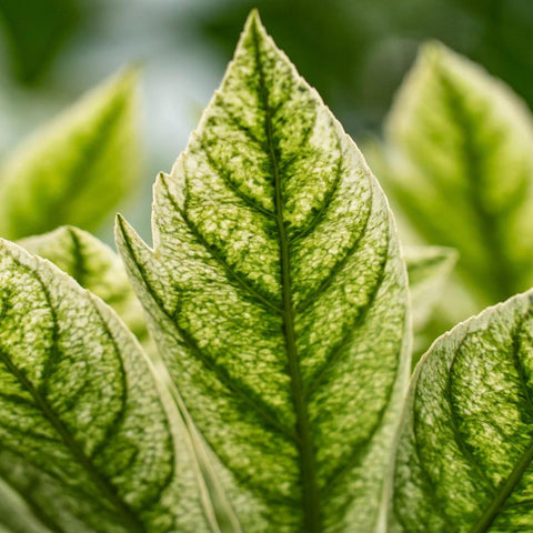 Fatsia 'spider web'