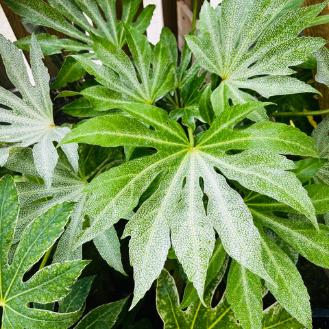 Fatsia 'spider web'