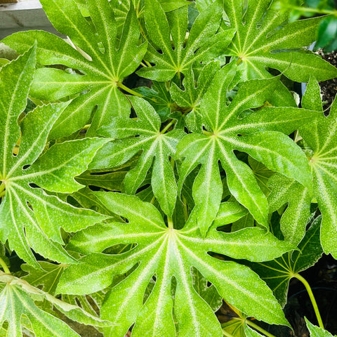 Fatsia 'spider web'