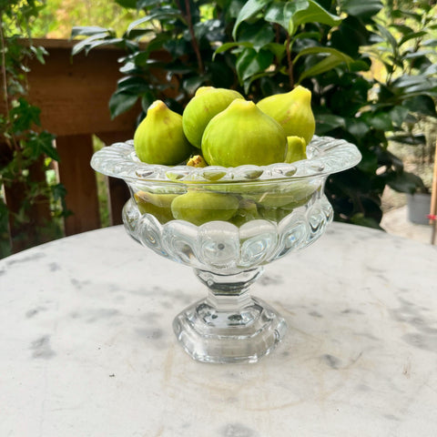 Figuier Goutte de Miel