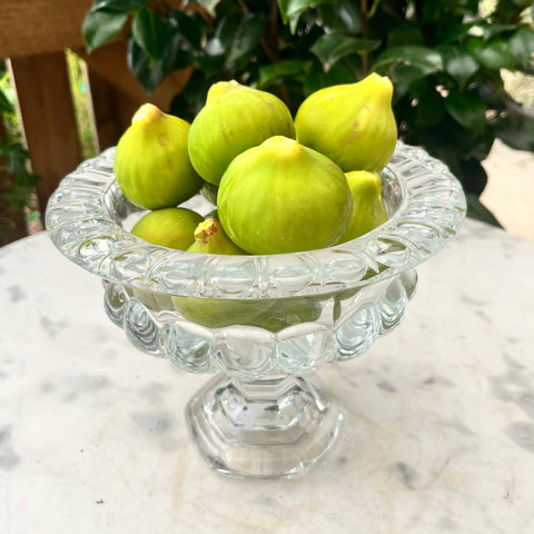 Figuier Goutte de Miel