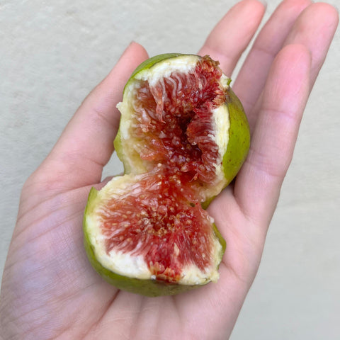 Figuier Goutte de Miel