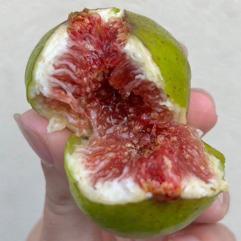 Figuier Goutte de Miel