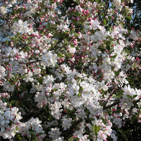 Pommier fleurs 'Evereste®'