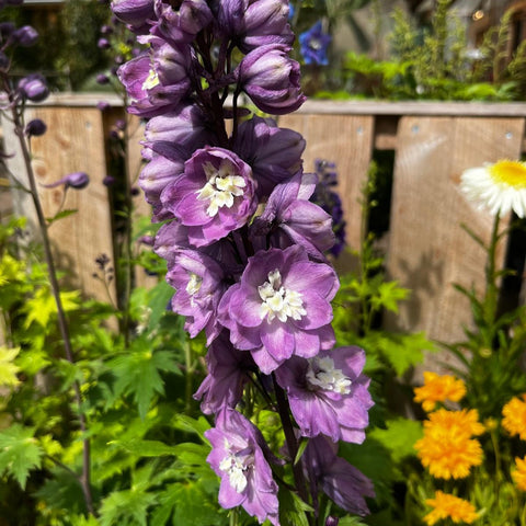 Delphinium 'magic fountain' mix