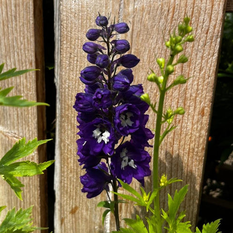 Delphinium 'magic fountain' mix