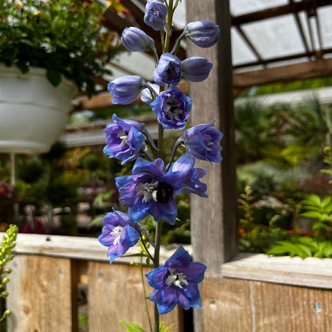 Delphinium 'magic fountain' mix