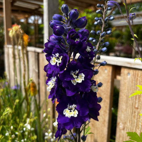 Delphinium 'magic fountain' mix