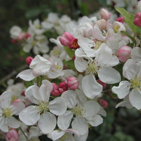 Pommier fleurs 'Evereste®'
