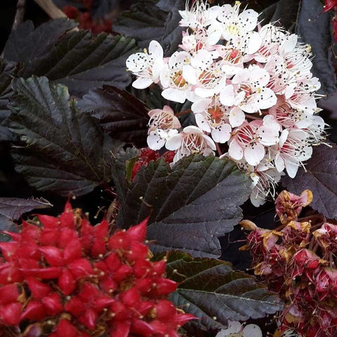 Physocarpus 'Red Baron'