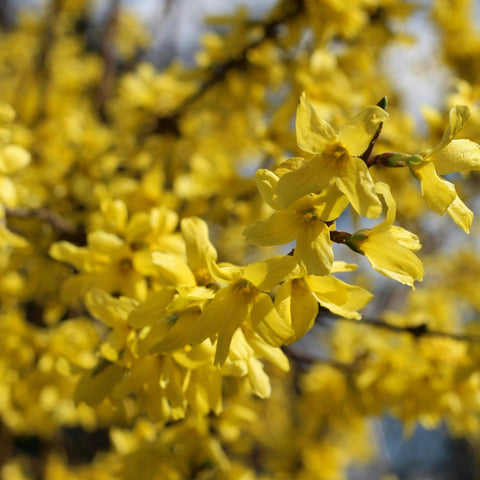 Forsythia