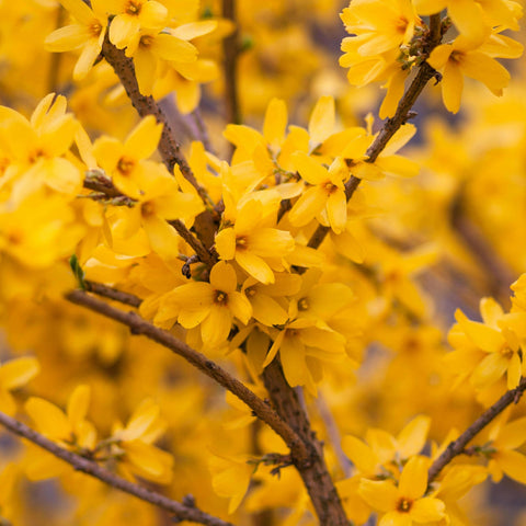 Forsythia