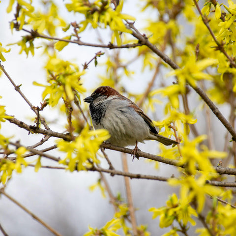 Forsythia