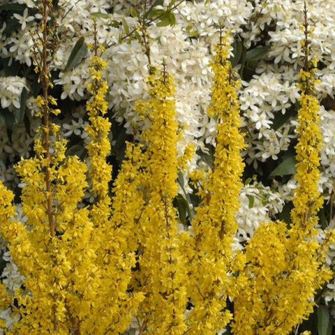 Forsythia