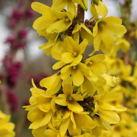Forsythia
