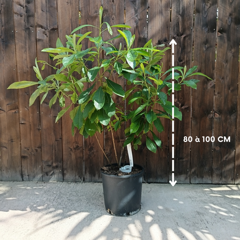 Franklinia alatamaha / Arbre de Franklin
