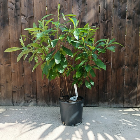 Franklinia alatamaha / Arbre de Franklin