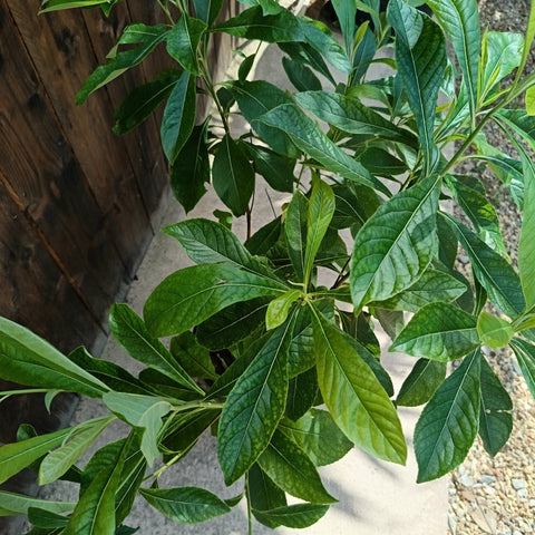 Franklinia alatamaha / Arbre de Franklin