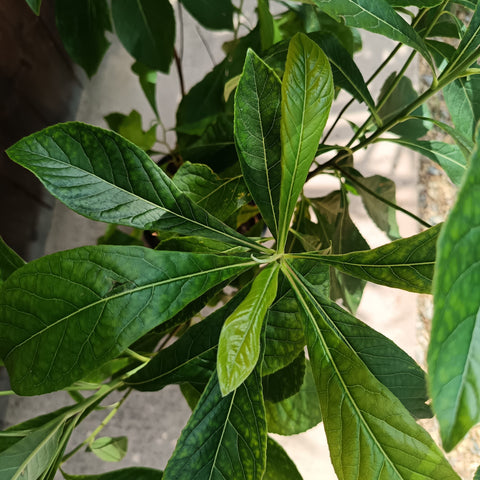 Franklinia alatamaha / Arbre de Franklin