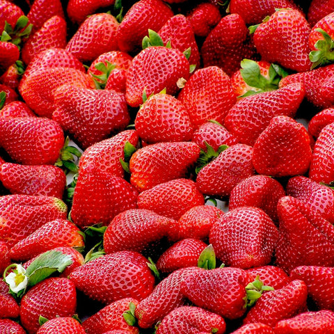Fraisier Gariguette