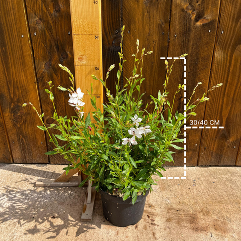 Gaura lindheimeri 'sparkle white'