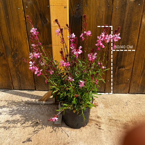 Gaura lindheimeri steffi 'dark rose'