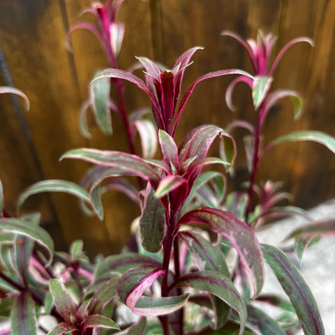 Gaura lindheimeri 'gambit variegata rose'