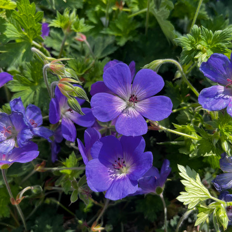 Géranium "Rozanne"