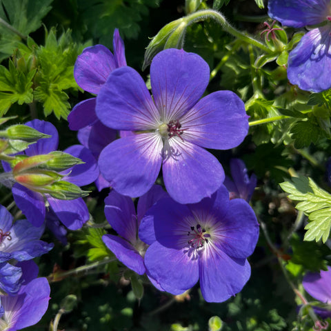Géranium "Rozanne"