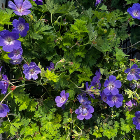Géranium "Rozanne"