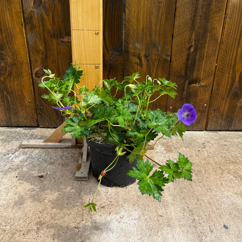 Géranium "Rozanne"