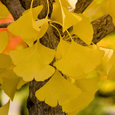 Ginko Biloba