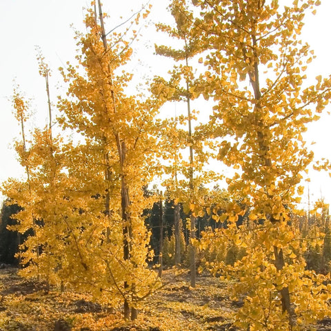Ginko Biloba